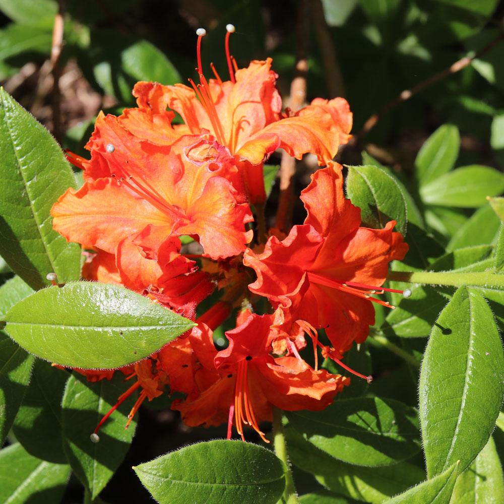 Azalea Gibraltar - View 12 from www redcrocus com