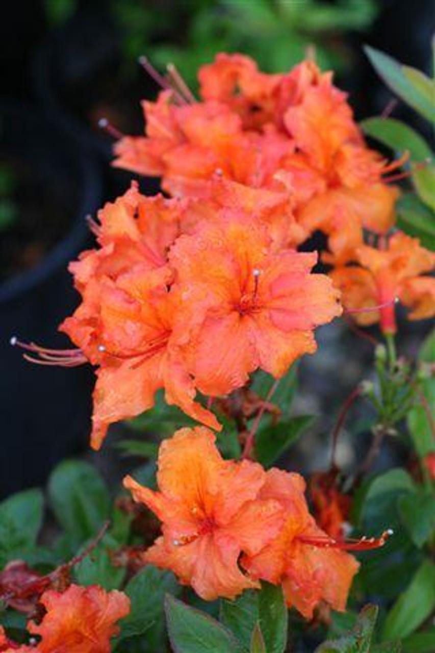 Azalea Gibraltar - View 14 from www redcrocus com