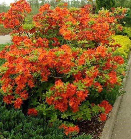 Azalea Gibraltar - View 15 from www redcrocus com