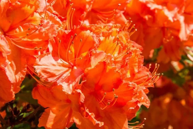 Azalea Gibraltar - View 16 from www redcrocus com