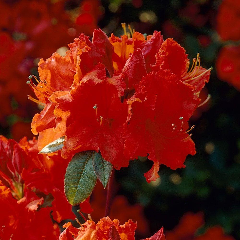 Azalea Gibraltar - View 17 from www redcrocus com