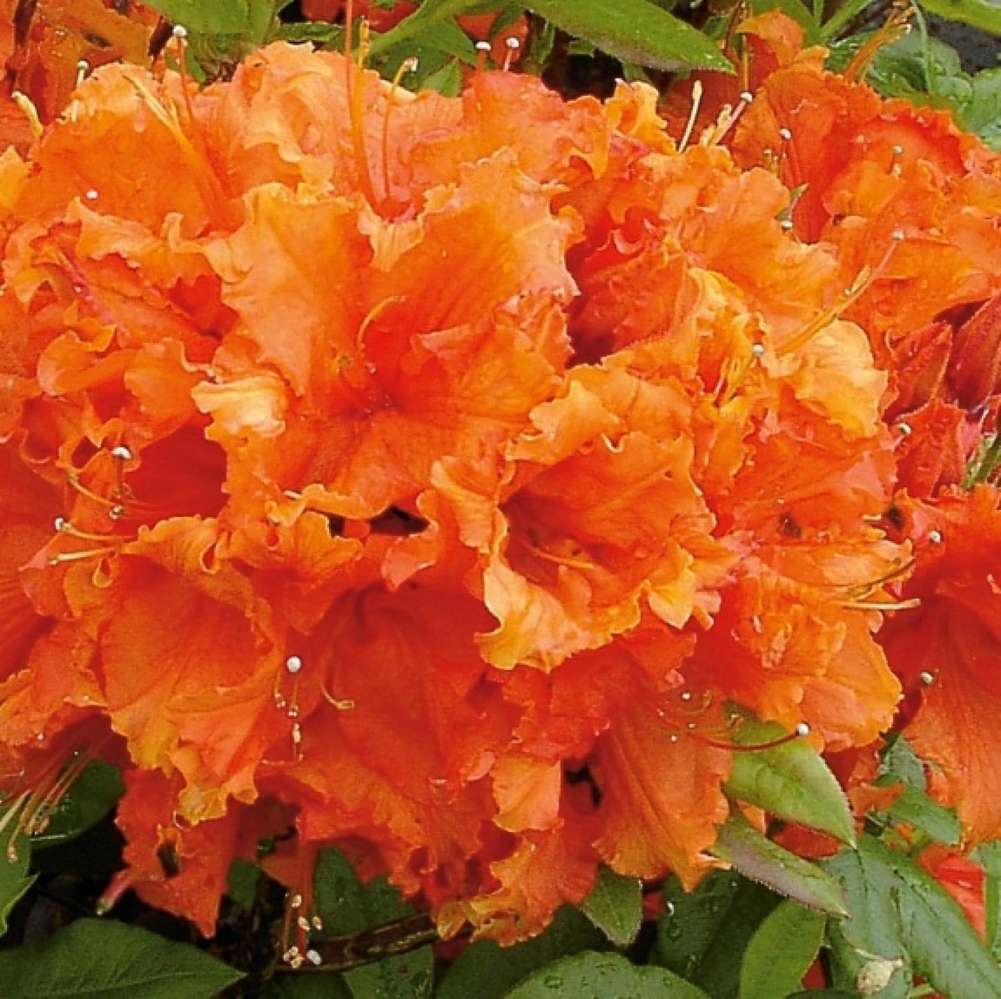 Azalea Gibraltar - View 18 from www redcrocus com
