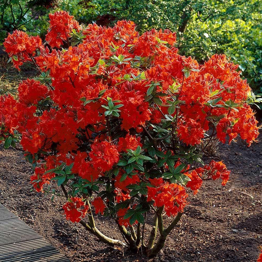 Azalea Gibraltar - View 2 from www redcrocus com