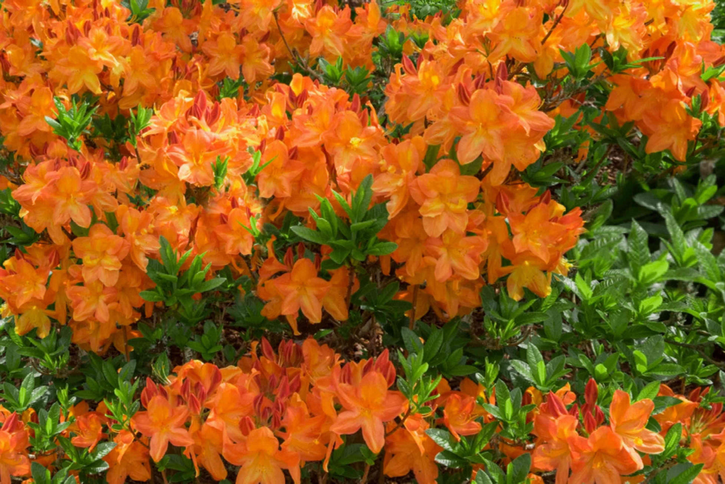 Azalea Gibraltar - View 3 from www redcrocus com