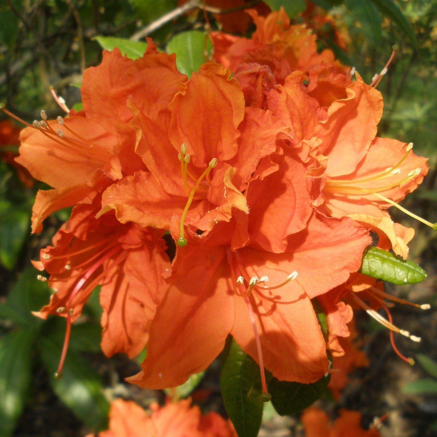 Azalea Gibraltar - View 4 from www redcrocus com