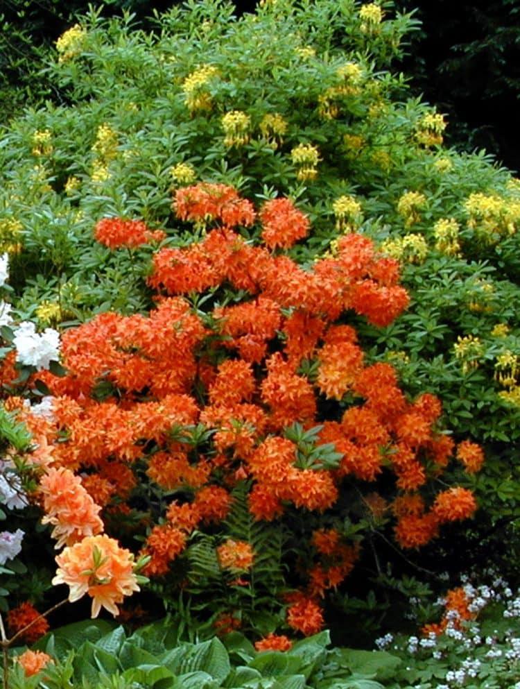 Azalea Gibraltar - View 5 from www redcrocus com