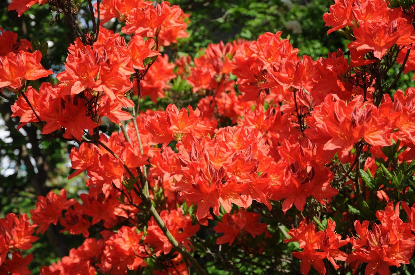 Azalea Gibraltar - View 6 from www redcrocus com