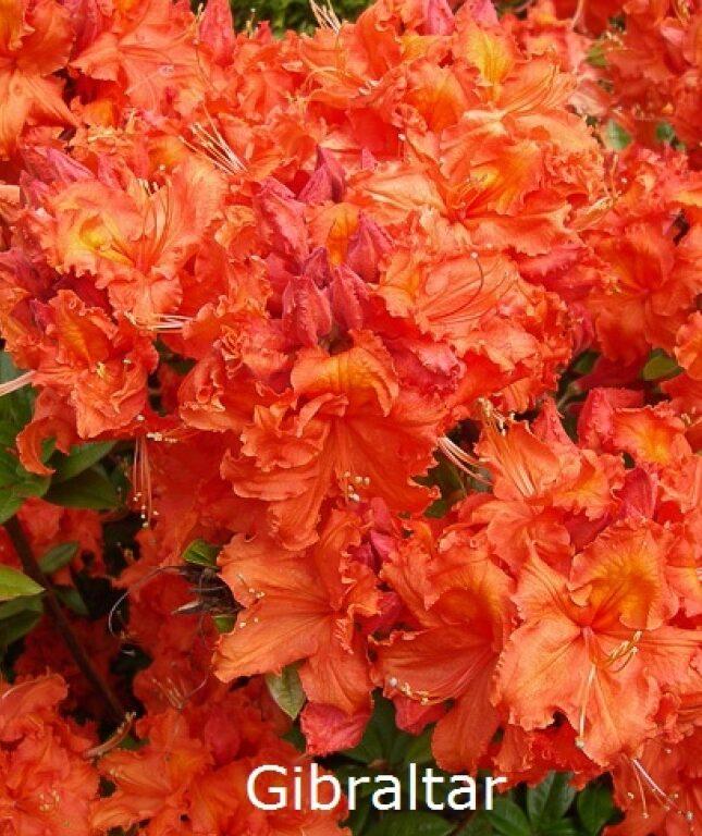 Azalea Gibraltar - View 7 from www redcrocus com