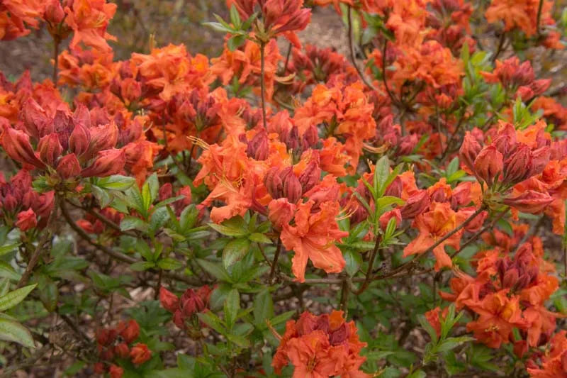 Azalea Gibraltar - View 8 from www redcrocus com