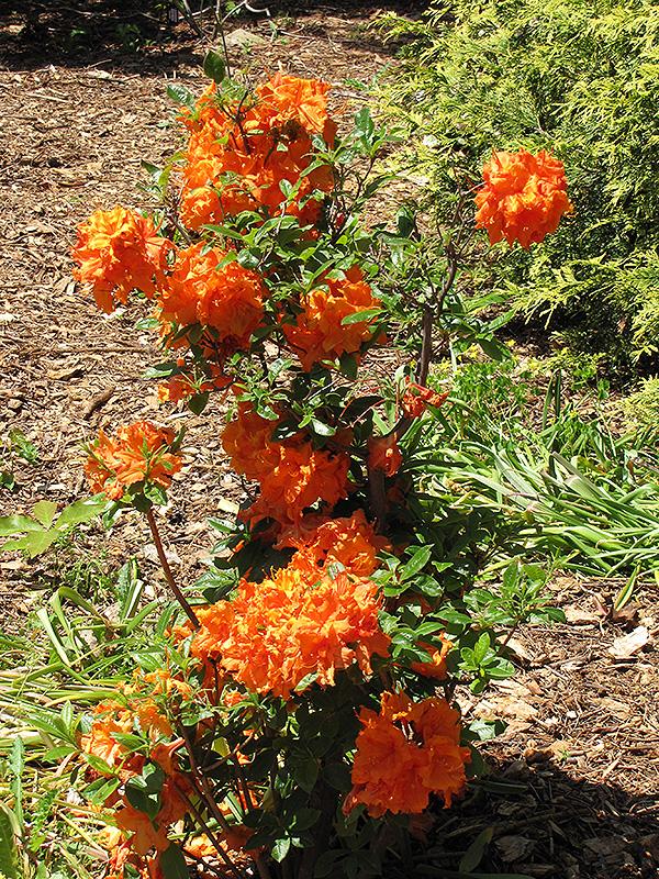 Azalea Gibraltar - View 9 from www redcrocus com