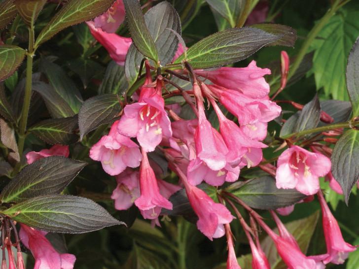 Weigela Florida 'fine Wine' - View 10 from www redcrocus com