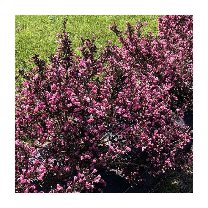 Weigela Florida 'fine Wine' - View 11 from www redcrocus com