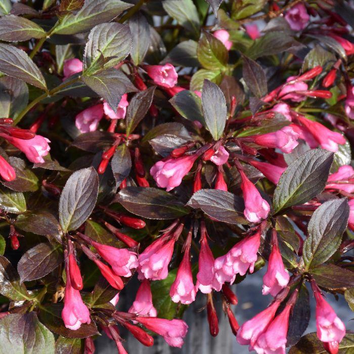 Weigela Florida 'fine Wine' - View 12 from www redcrocus com