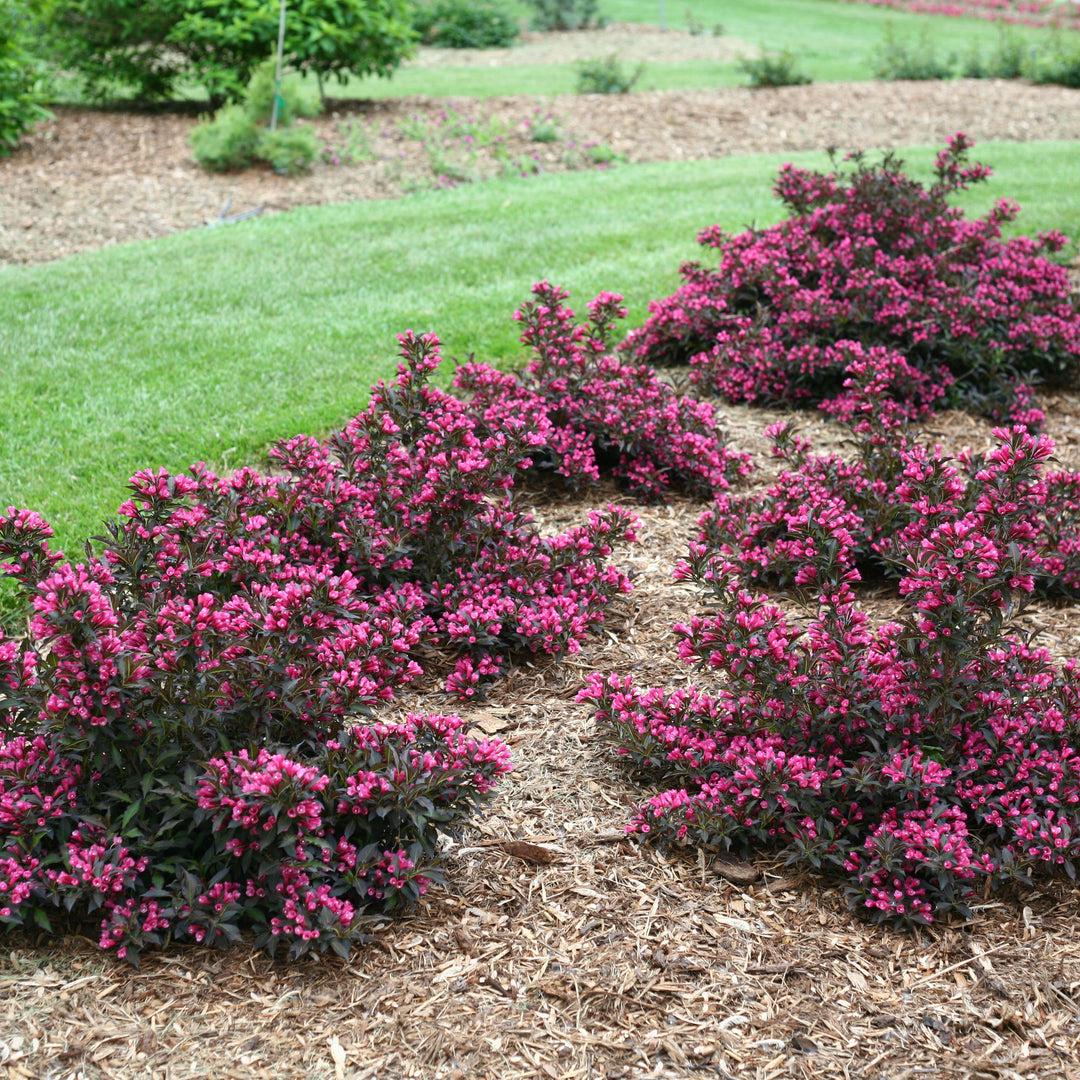 Weigela Florida 'fine Wine' - View 15 from www redcrocus com