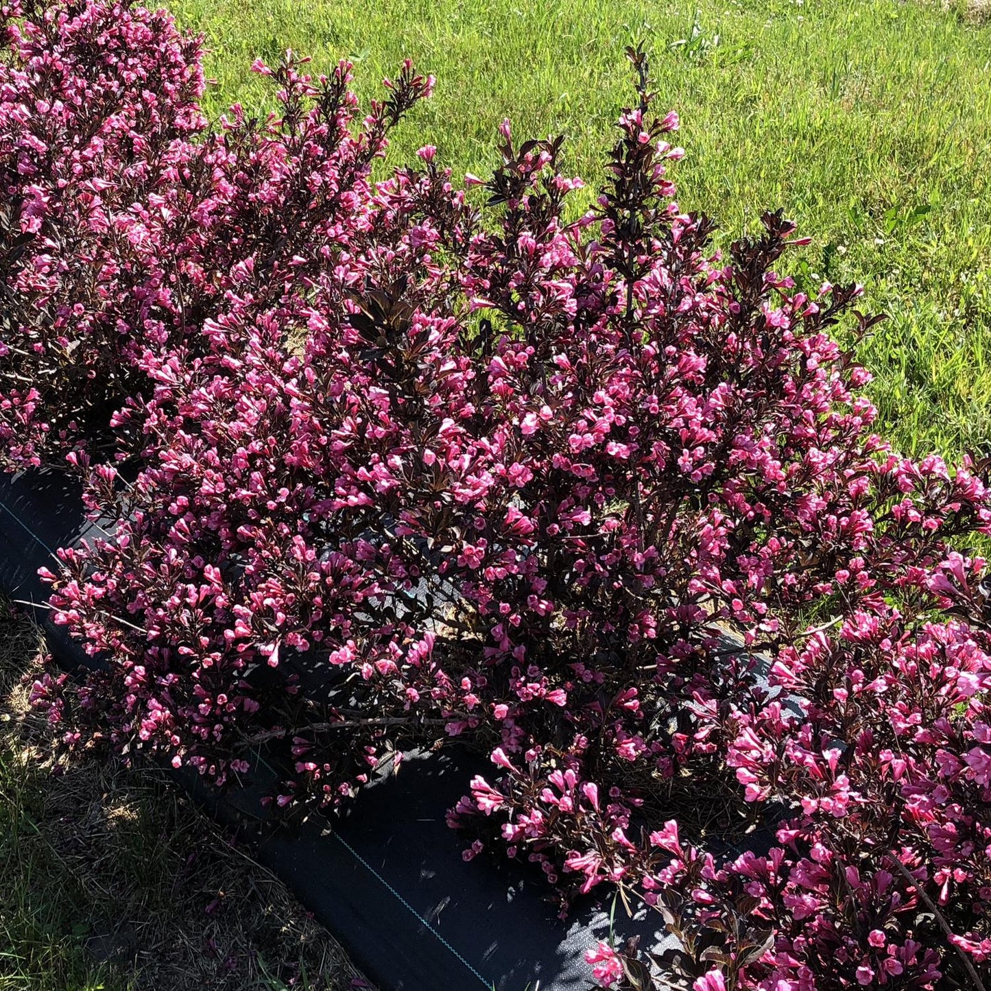 Weigela Florida 'fine Wine' - View 16 from www redcrocus com