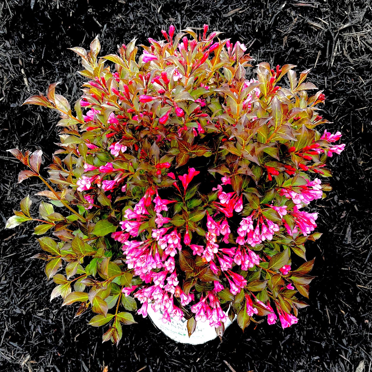 Weigela Florida 'fine Wine' - View 17 from www redcrocus com