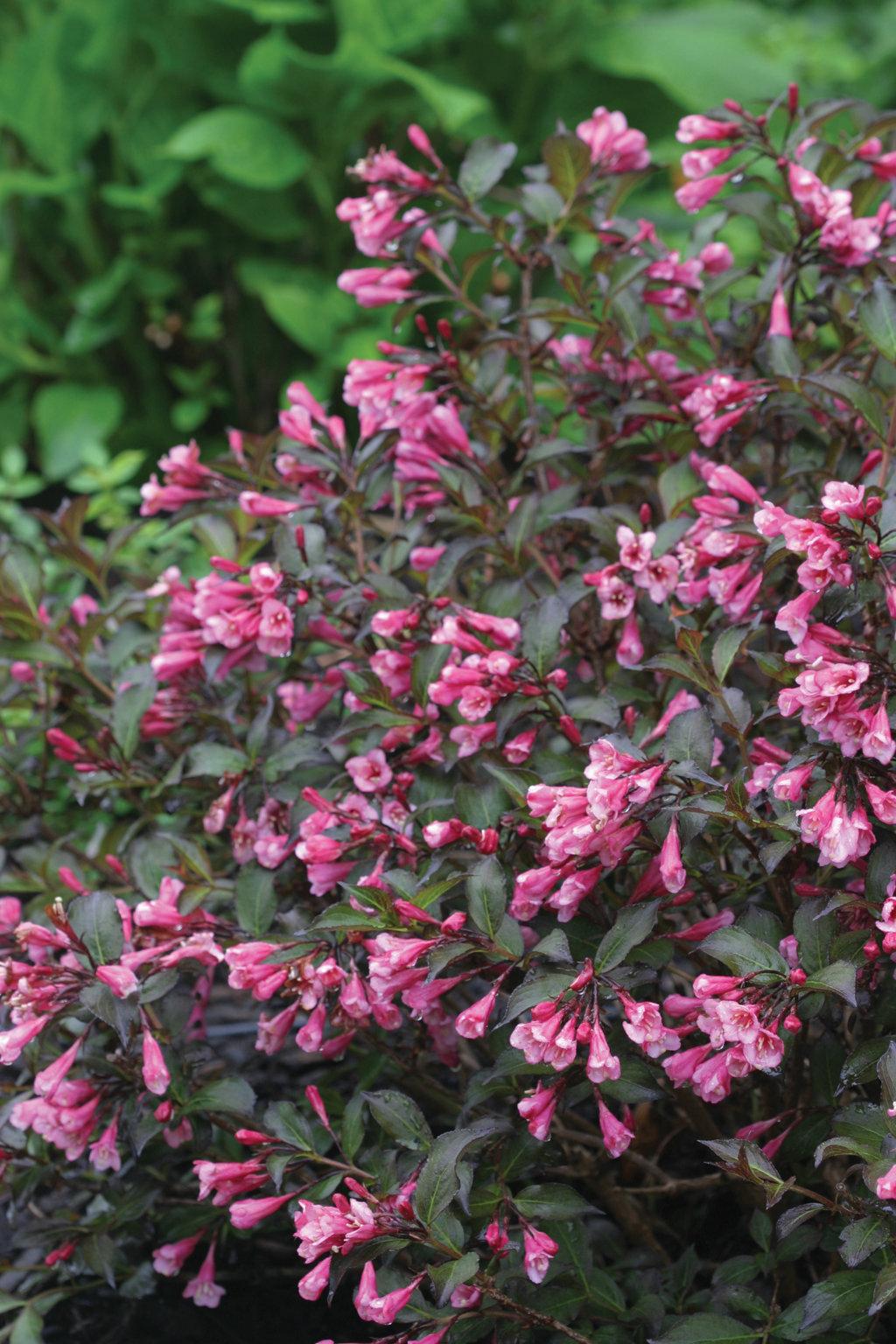 Weigela Florida 'fine Wine' - View 1 from www redcrocus com