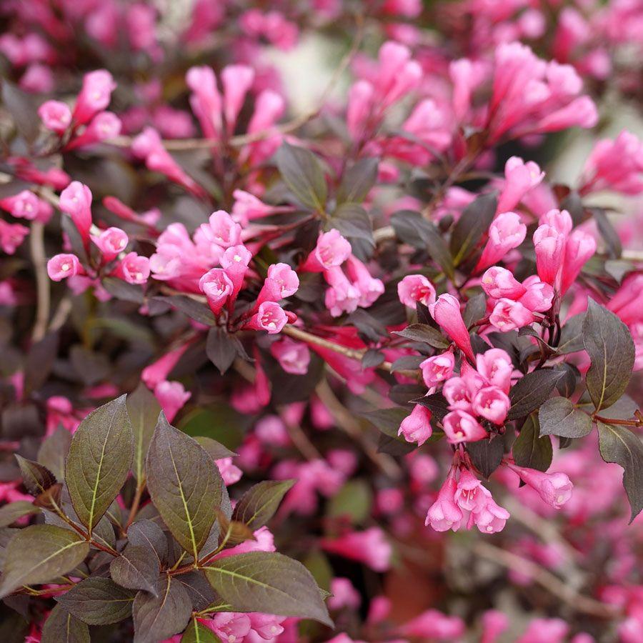 Weigela Florida 'fine Wine' - View 20 from www redcrocus com