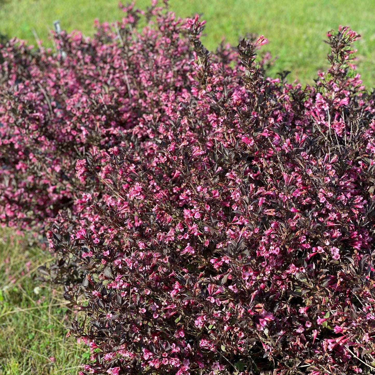Weigela Florida 'fine Wine' - View 2 from www redcrocus com