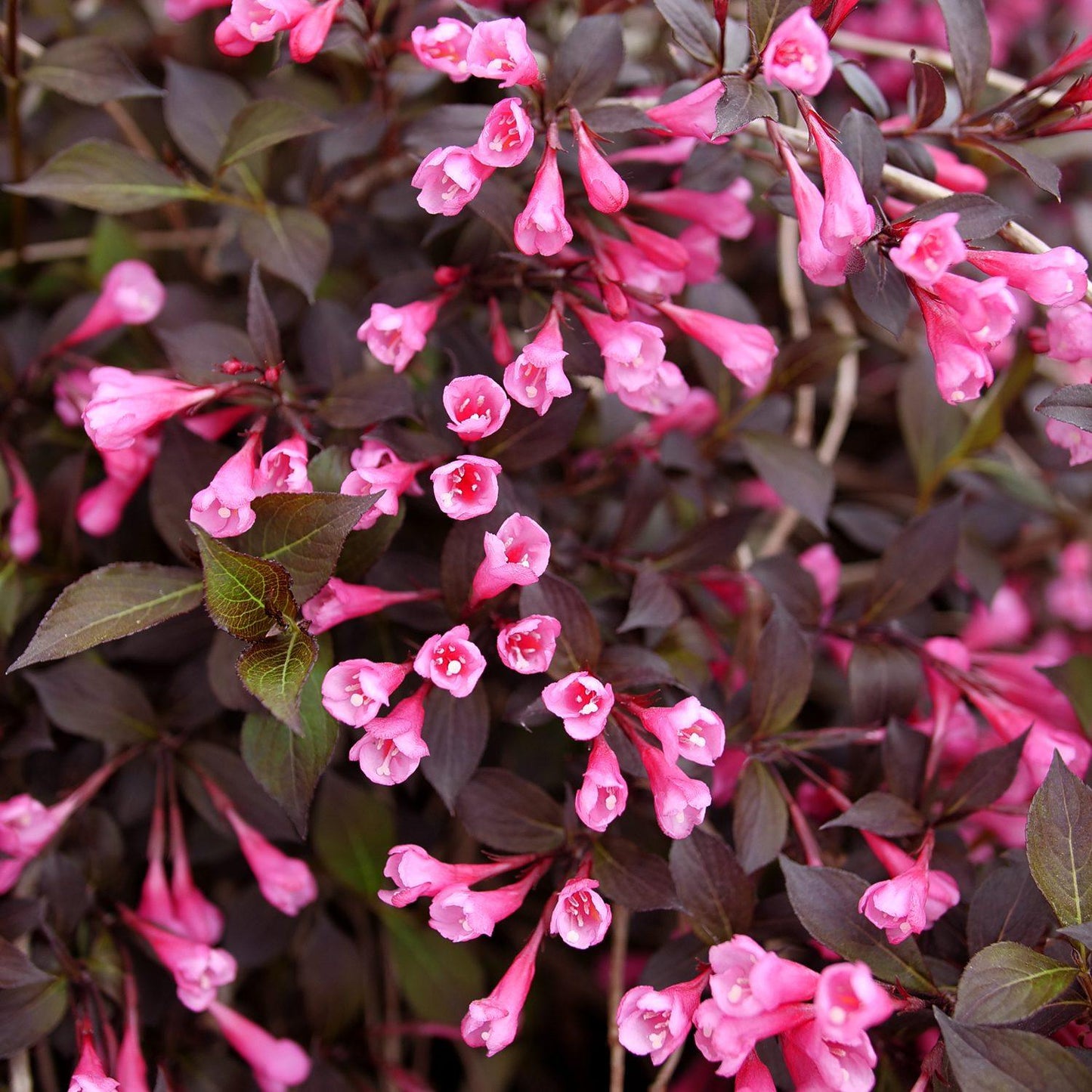 Weigela Florida 'fine Wine' - View 3 from www redcrocus com