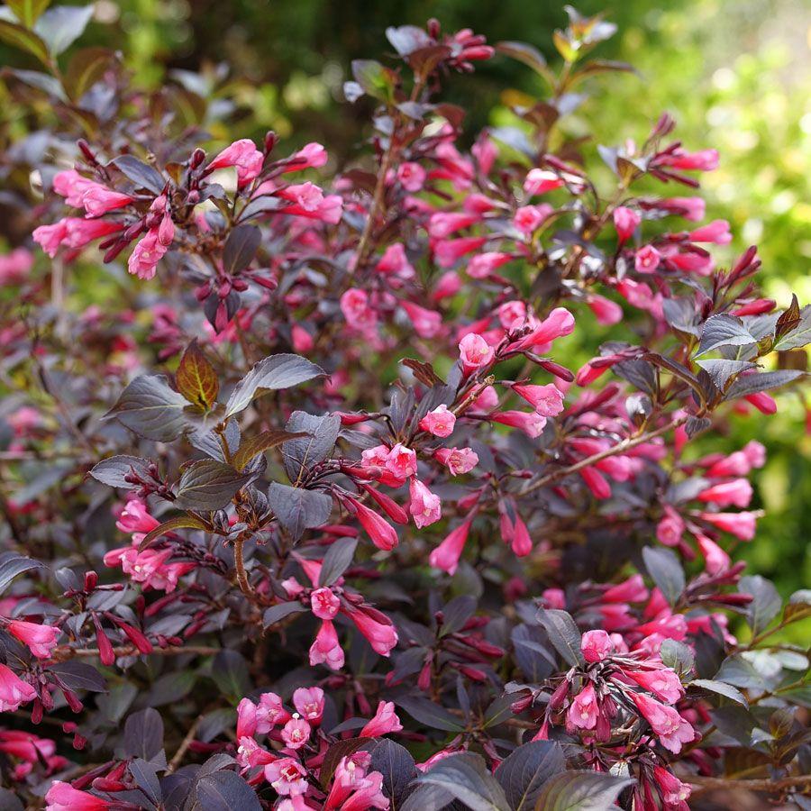 Weigela Florida 'fine Wine' - View 5 from www redcrocus com