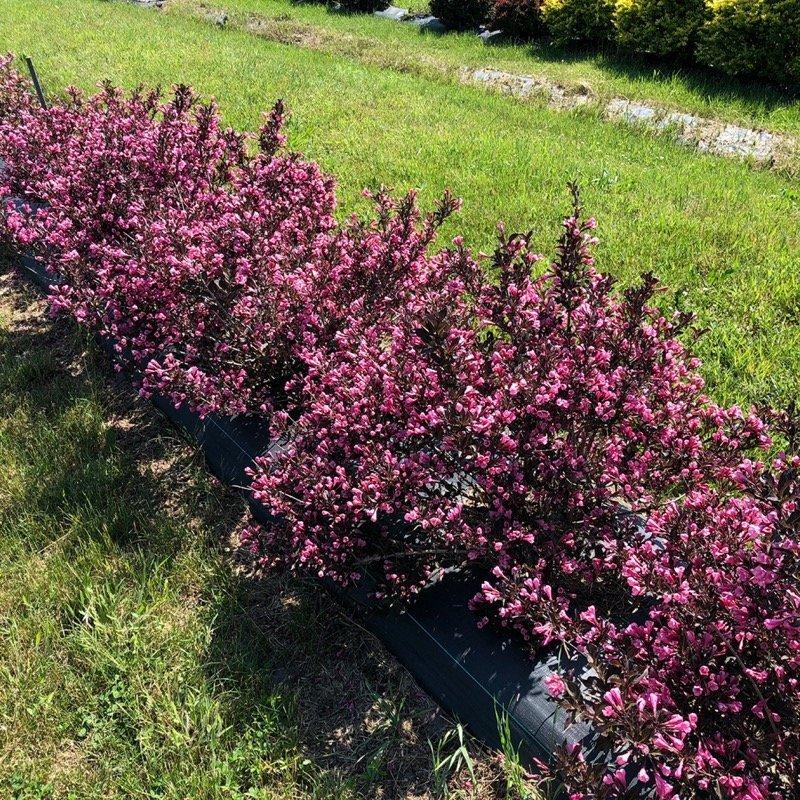 Weigela Florida 'fine Wine' - View 6 from www redcrocus com