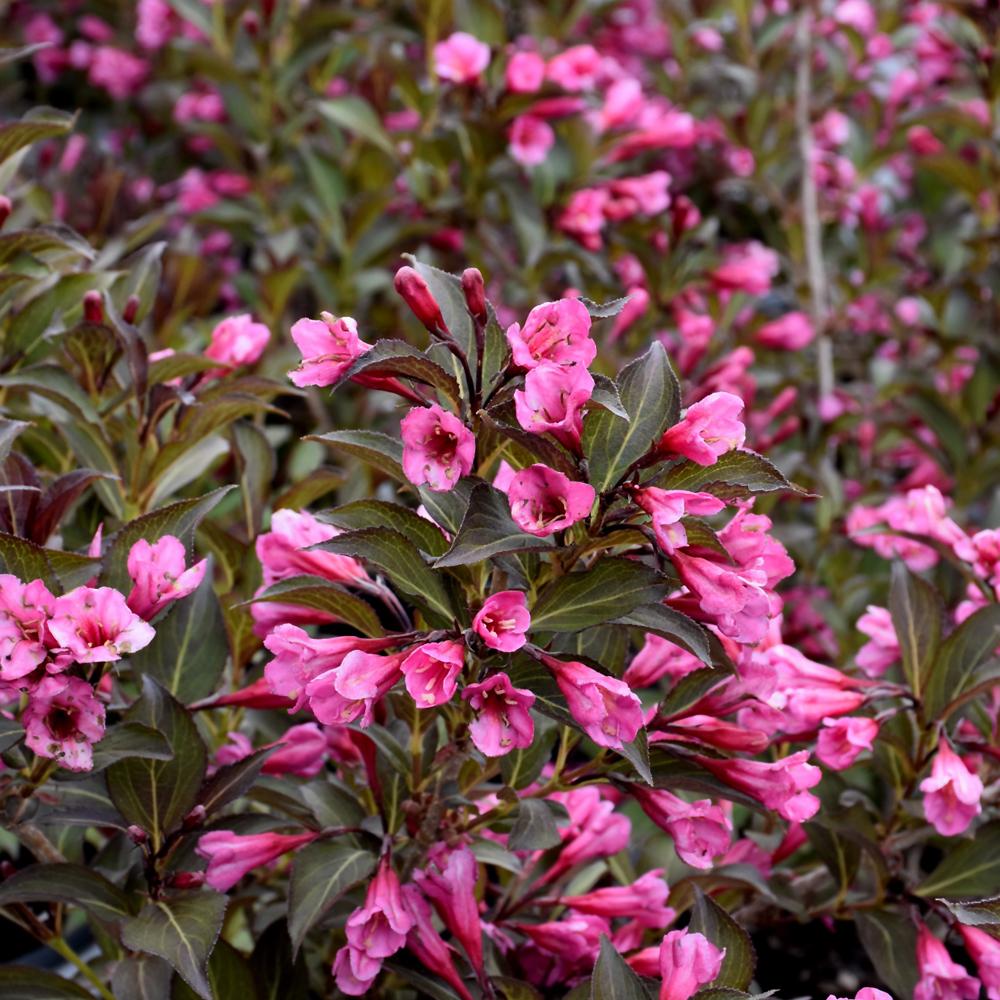 Weigela Florida 'fine Wine' - View 7 from www redcrocus com