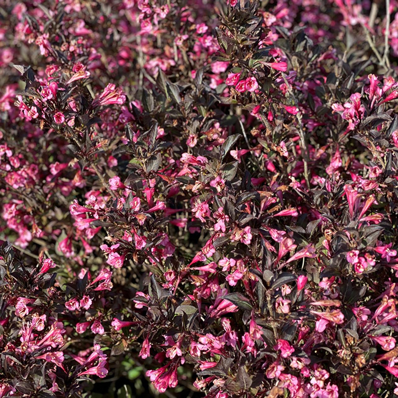 Weigela Florida 'fine Wine' - View 8 from www redcrocus com