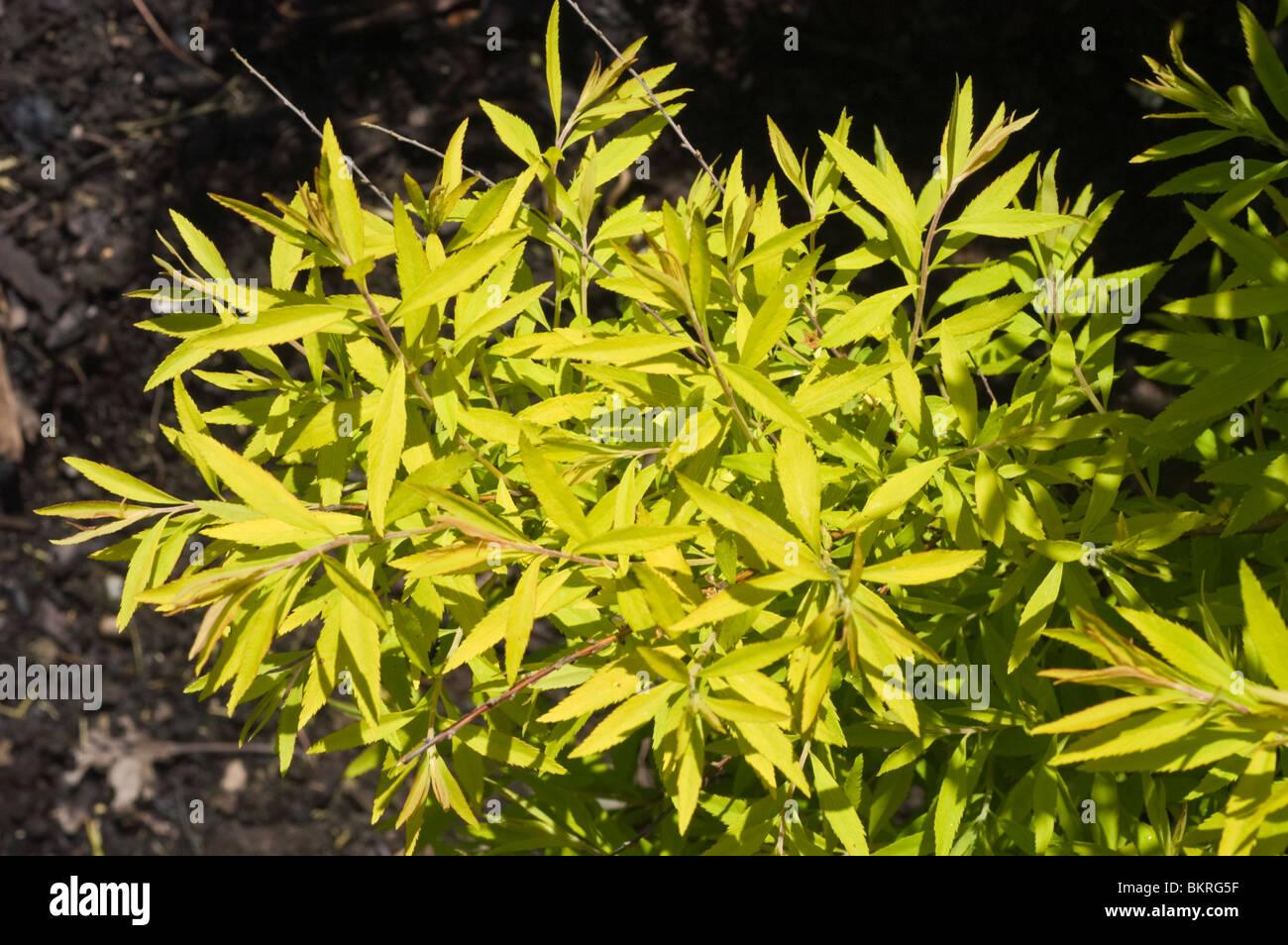 Spirea Thunbergii Ogon - View 13 from www redcrocus com