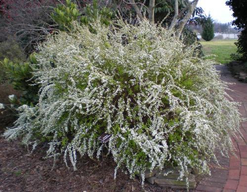 Spirea Thunbergii Ogon - View 5 from www redcrocus com