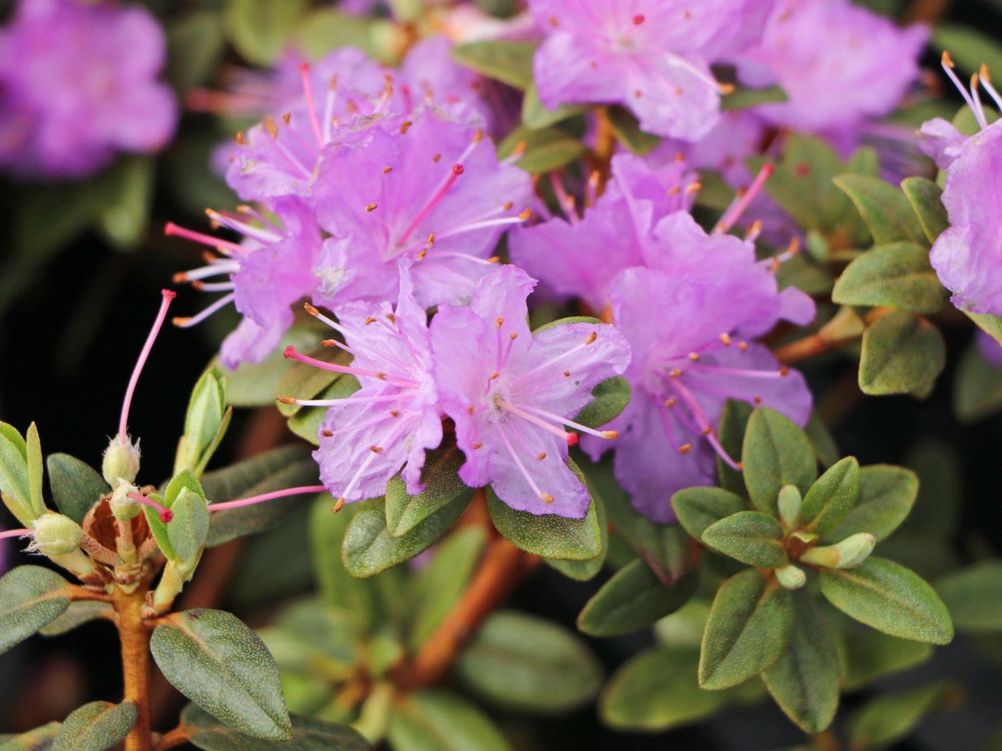 Rhododendron Ramapo - View 10 from www redcrocus com