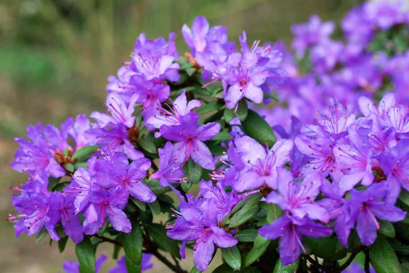 Rhododendron Ramapo - View 11 from www redcrocus com