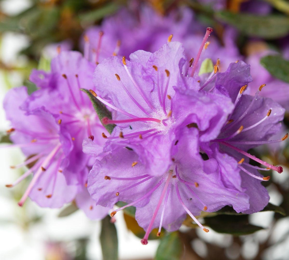 Rhododendron Ramapo - View 12 from www redcrocus com