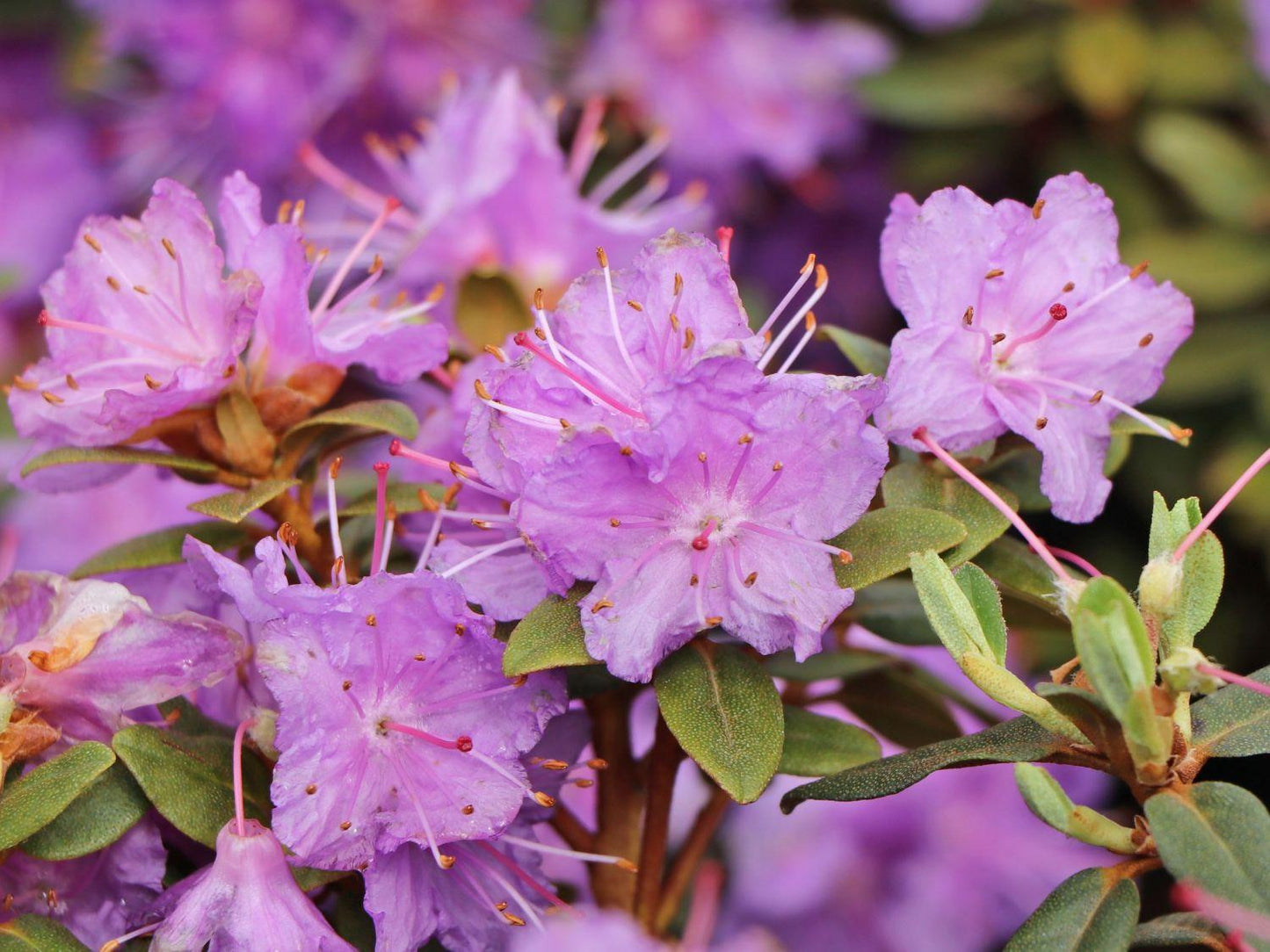 Rhododendron Ramapo - View 13 from www redcrocus com