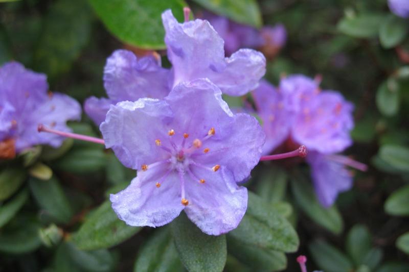 Rhododendron Ramapo - View 14 from www redcrocus com