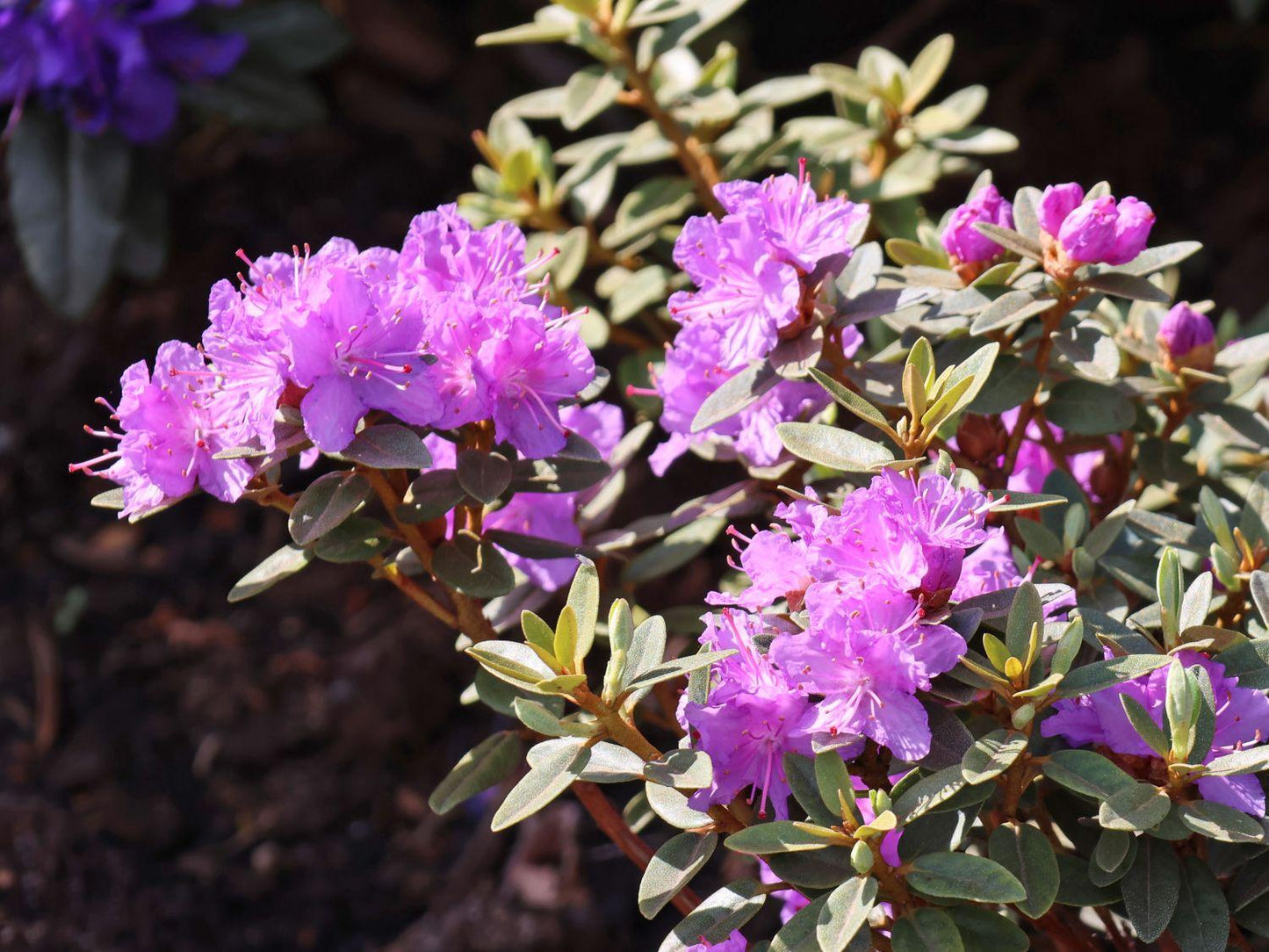 Rhododendron Ramapo - View 15 from www redcrocus com