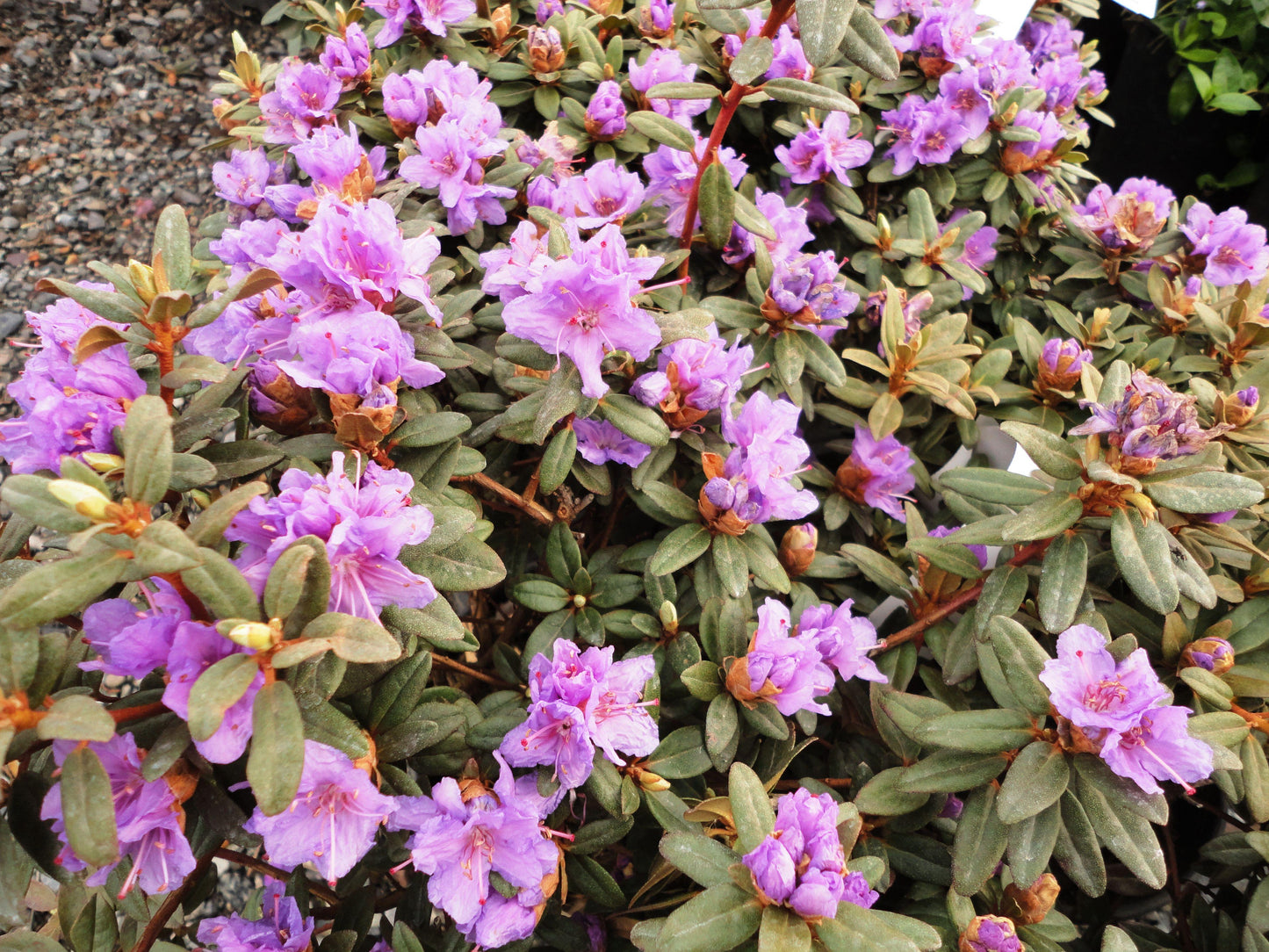 Rhododendron Ramapo - View 16 from www redcrocus com