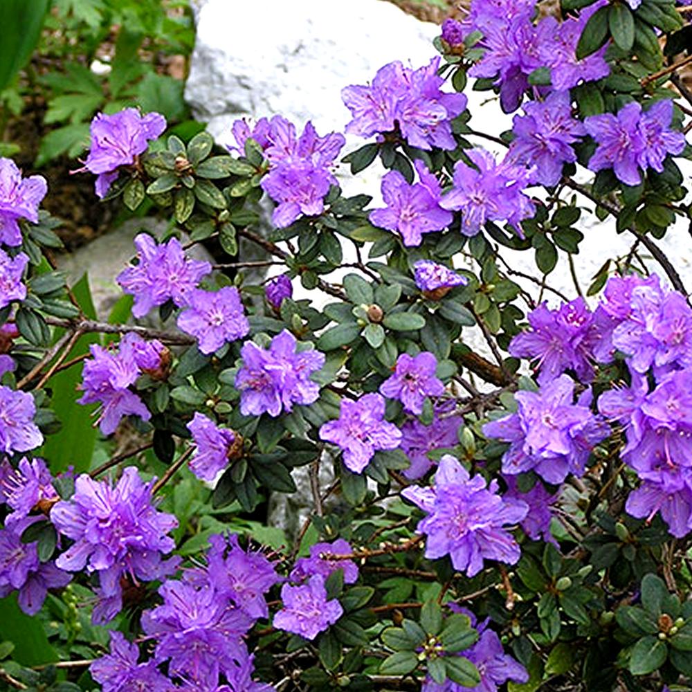 Rhododendron Ramapo - View 17 from www redcrocus com