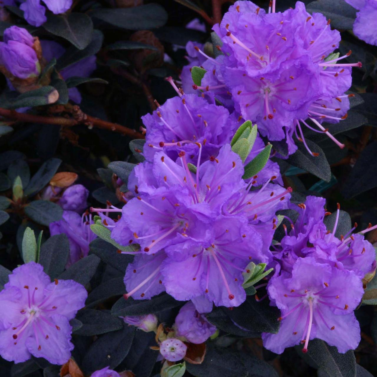 Rhododendron Ramapo - View 18 from www redcrocus com