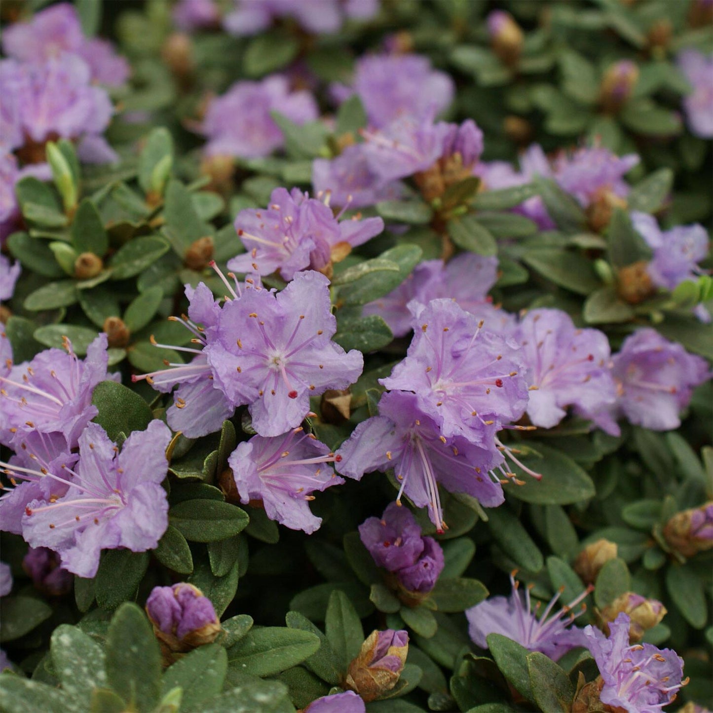 Rhododendron Ramapo - View 19 from www redcrocus com