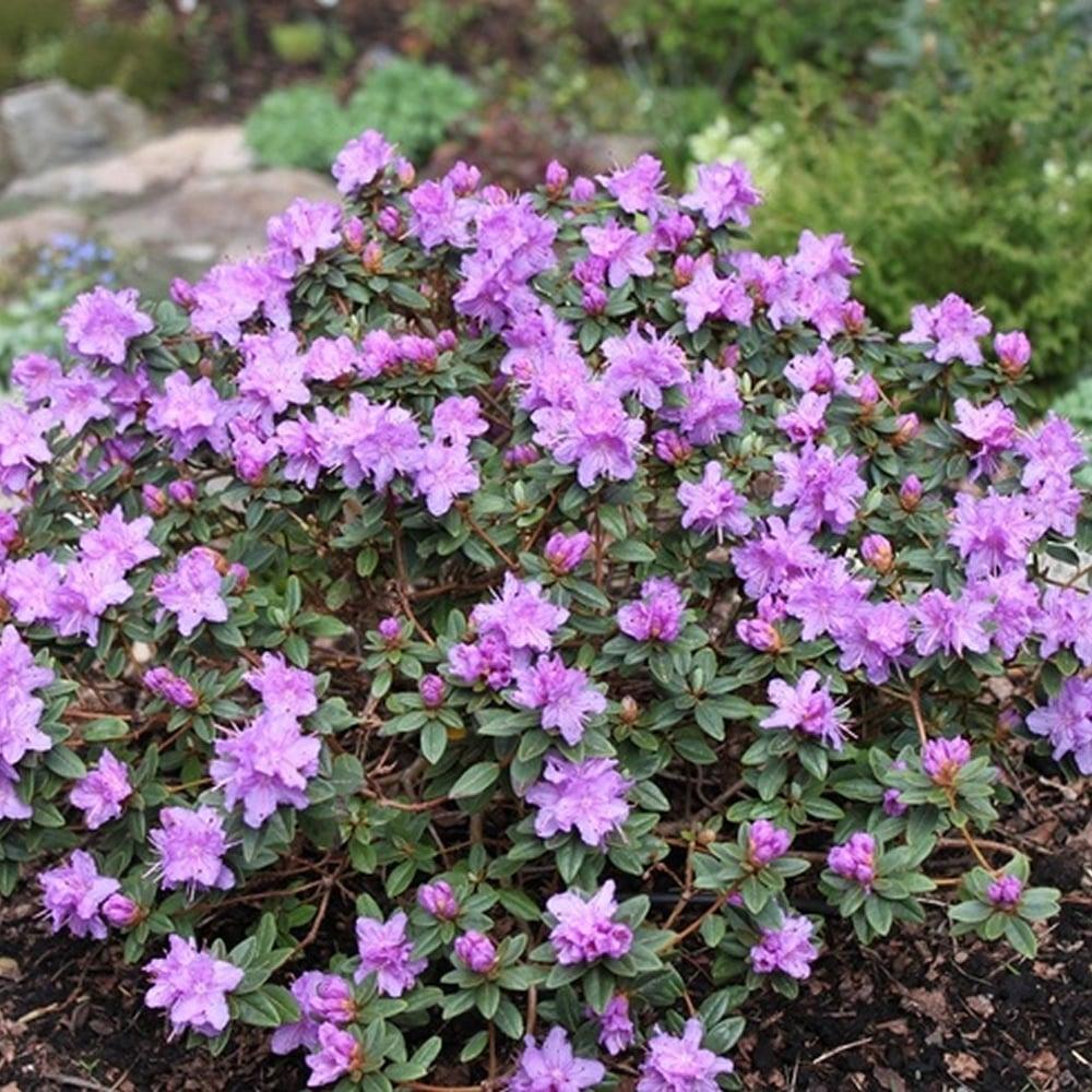 Rhododendron Ramapo - View 1 from www redcrocus com