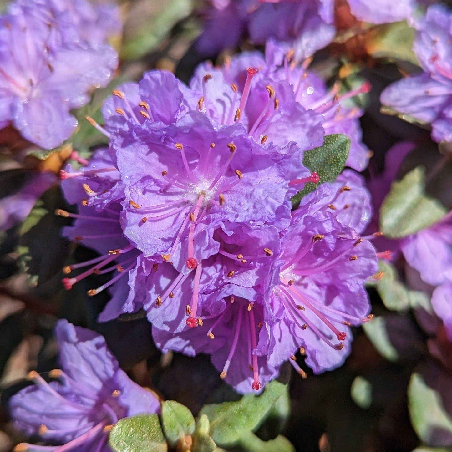 Rhododendron Ramapo - View 2 from www redcrocus com