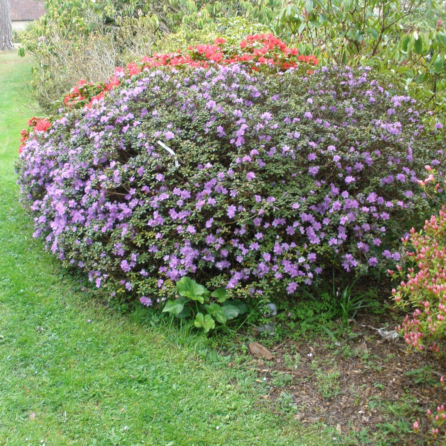 Rhododendron Ramapo - View 4 from www redcrocus com