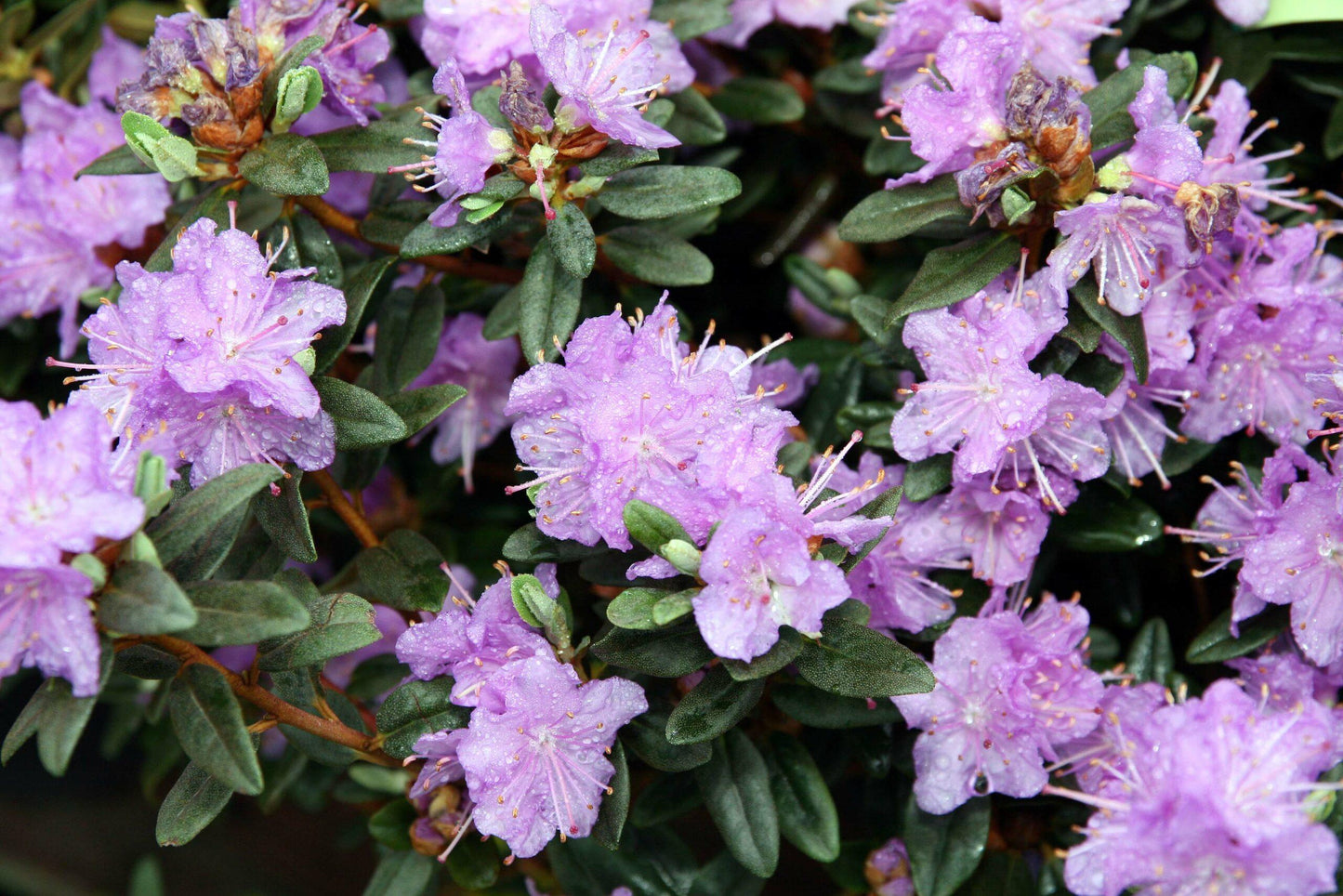 Rhododendron Ramapo - View 5 from www redcrocus com