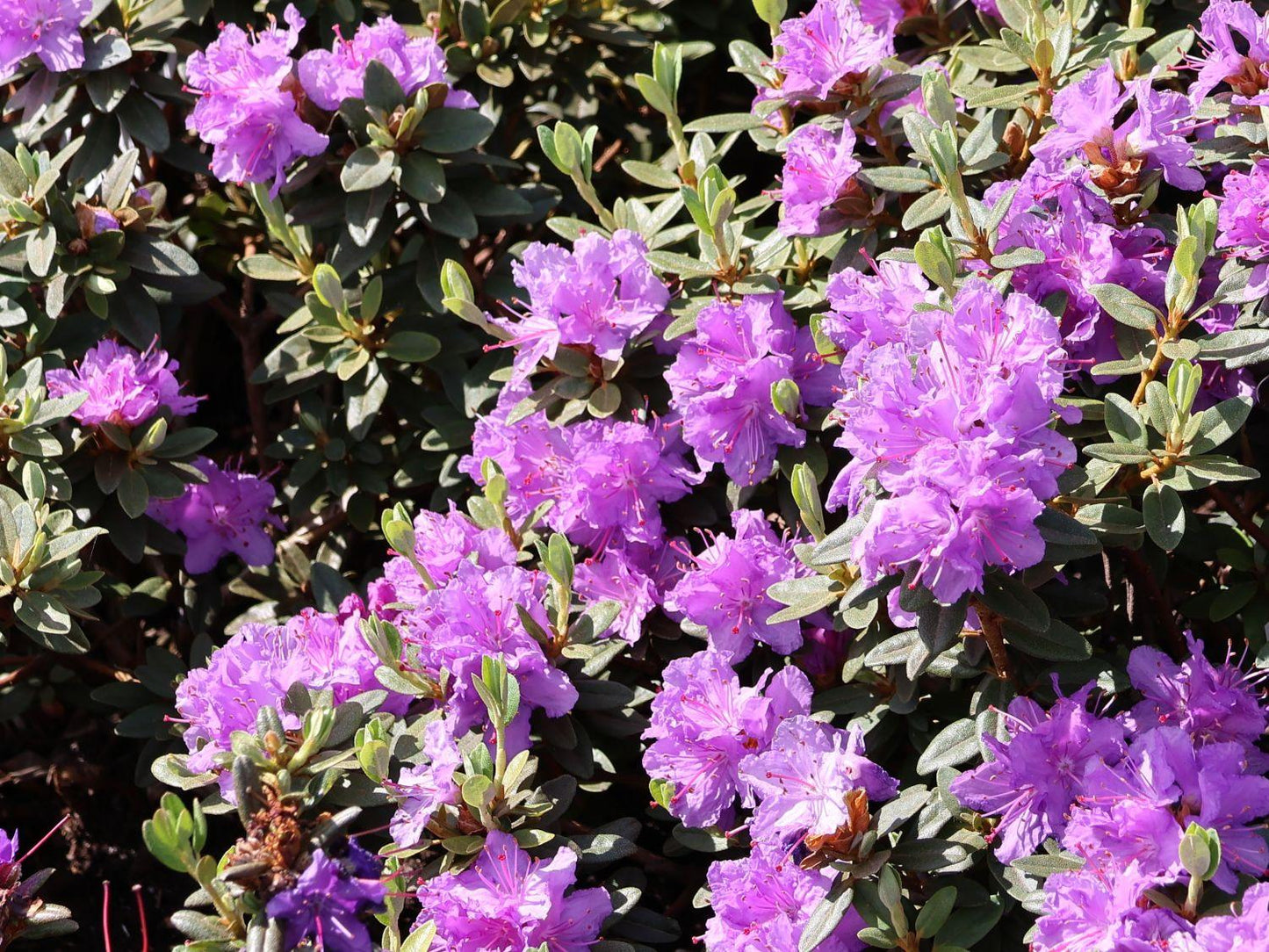 Rhododendron Ramapo - View 6 from www redcrocus com