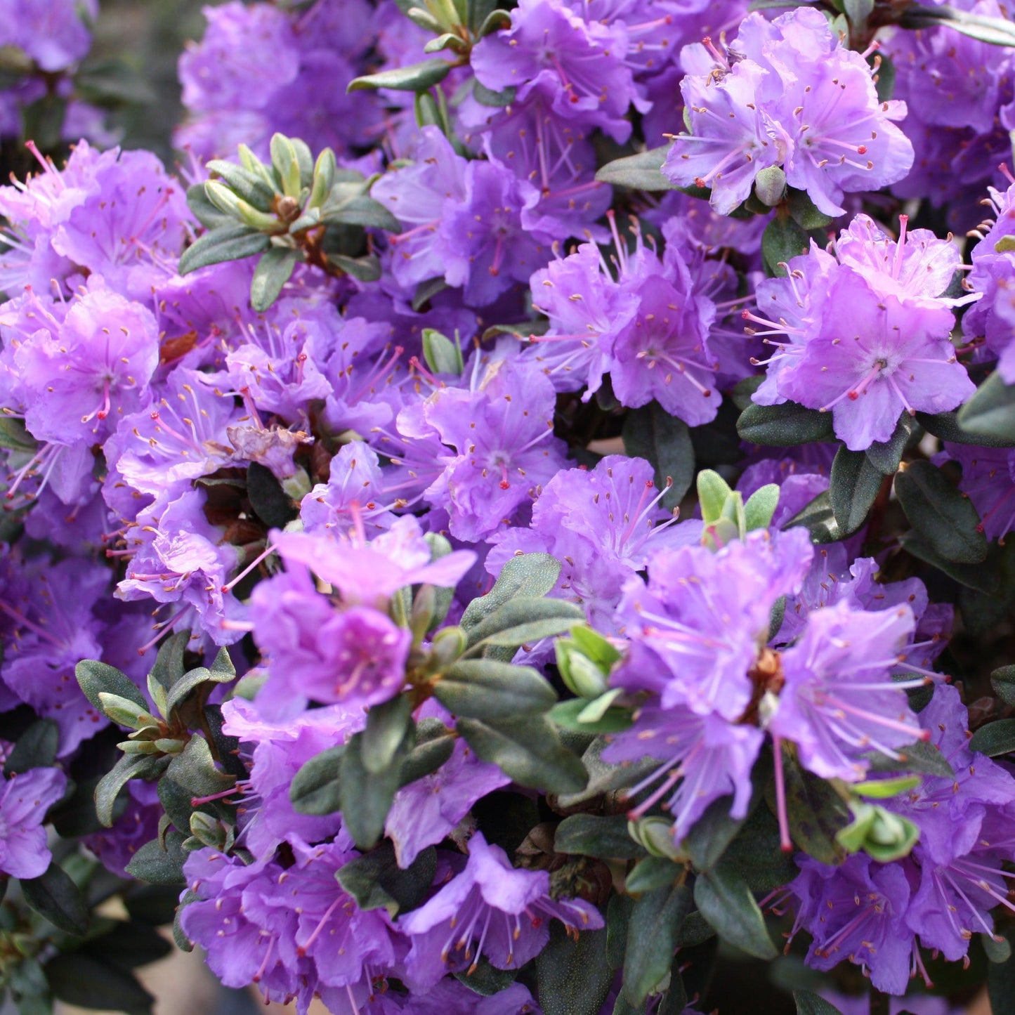 Rhododendron Ramapo - View 7 from www redcrocus com