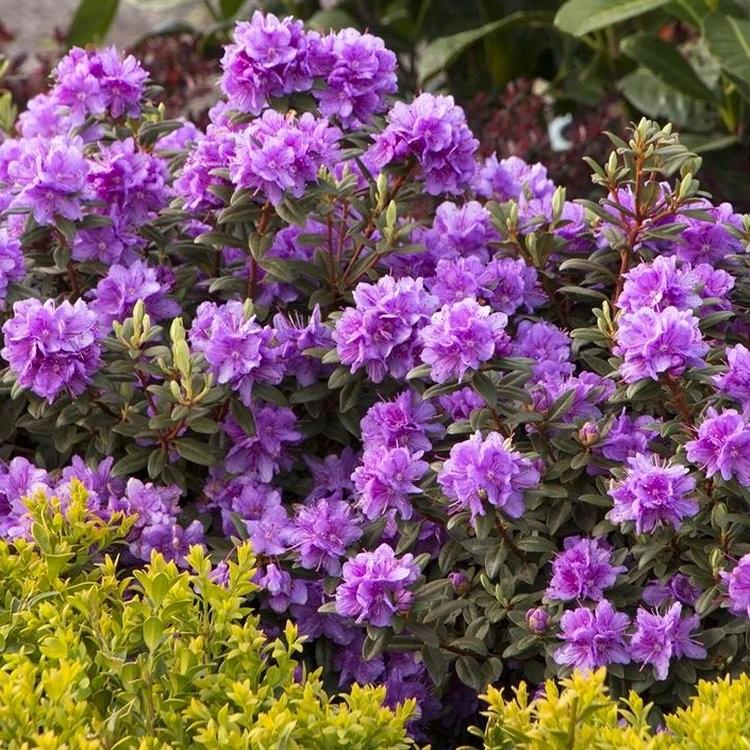 Rhododendron Ramapo - View 8 from www redcrocus com