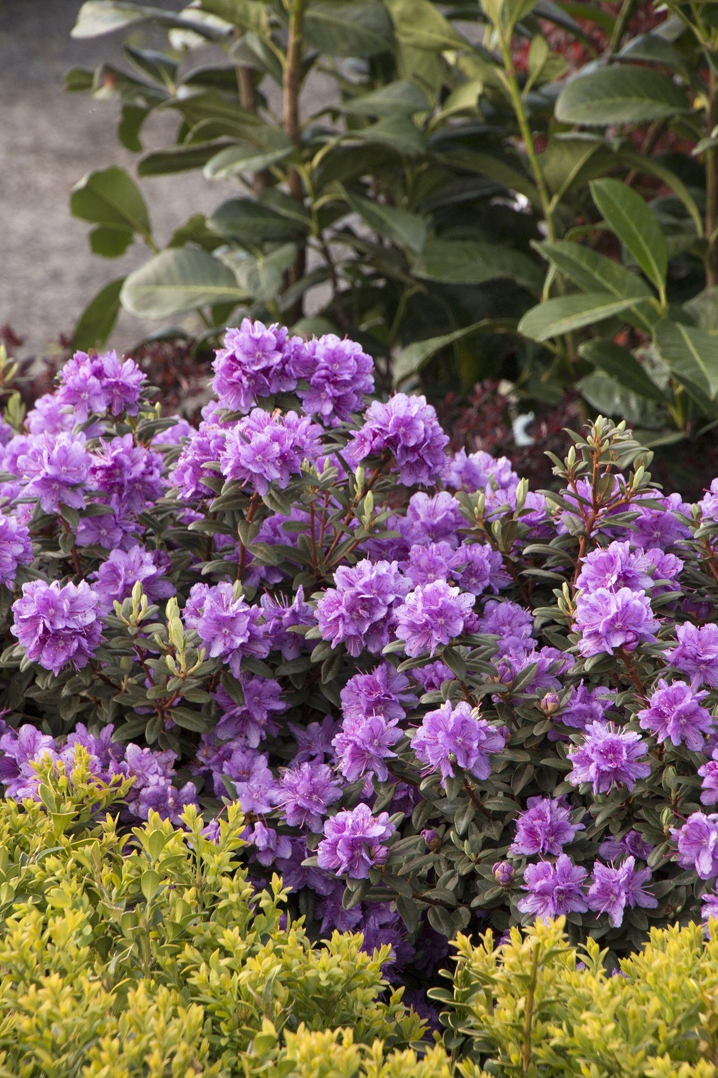 Rhododendron Ramapo - View 9 from www redcrocus com
