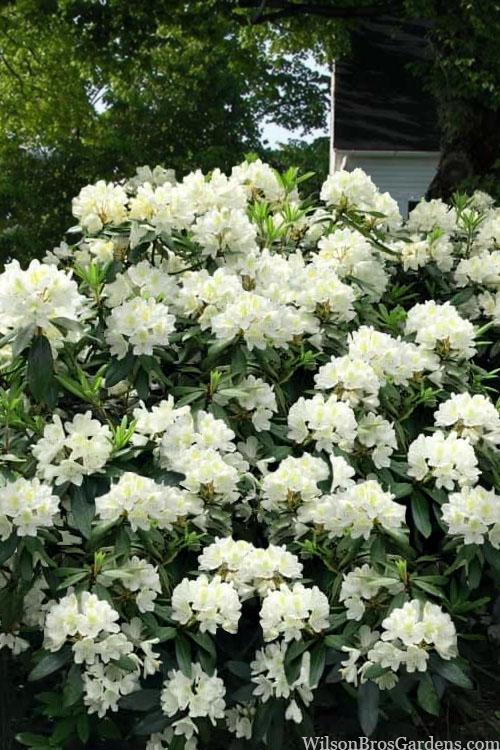 Rhododendron Chionoides - View 12 from www redcrocus com