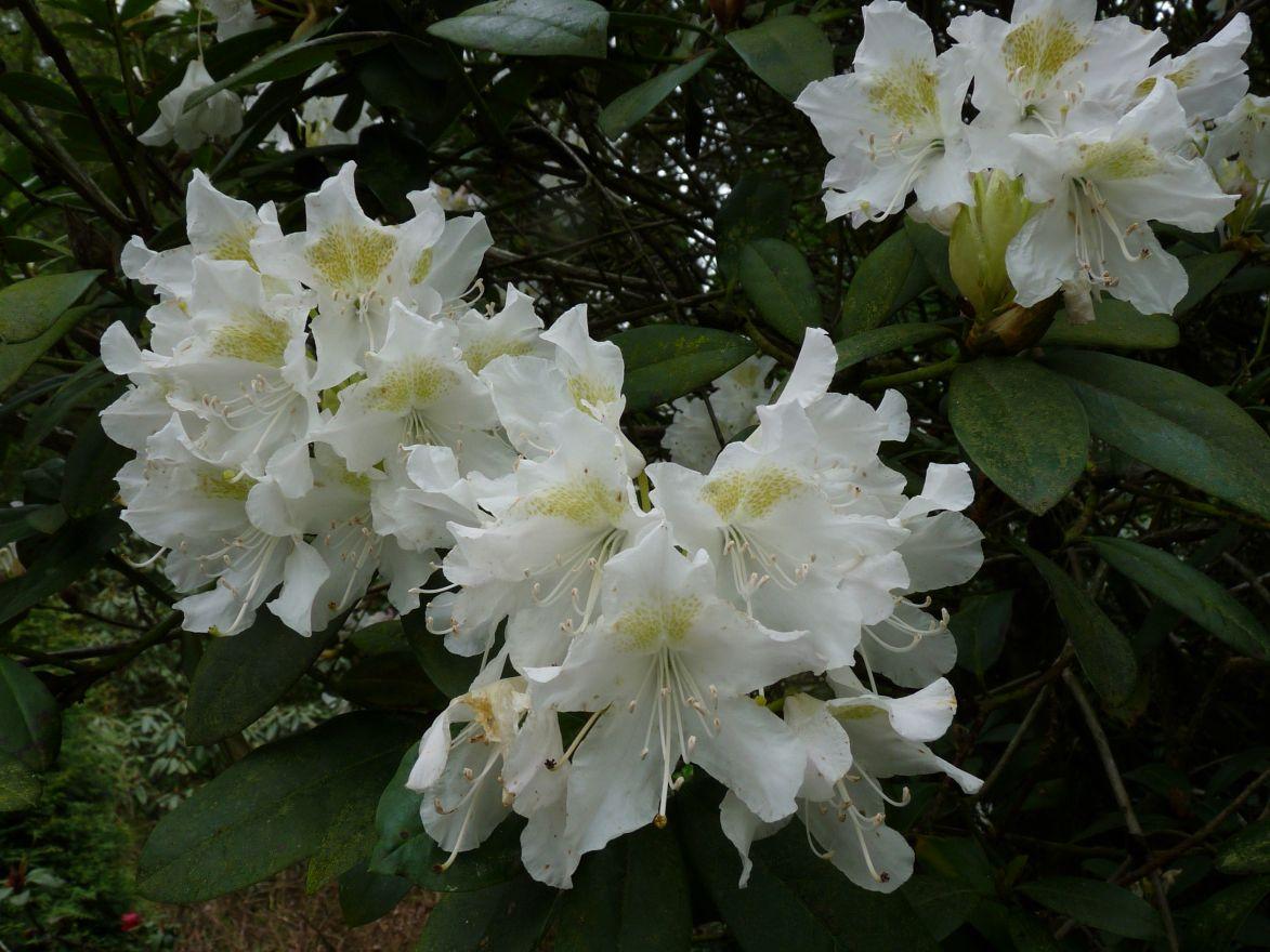 Rhododendron Chionoides - View 18 from www redcrocus com